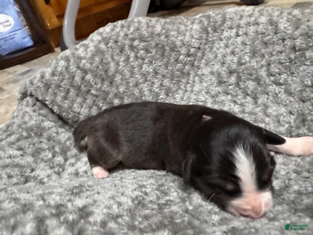 Australian Shepherd dogs for sale: Australian Shepherd 4 - Ad 1