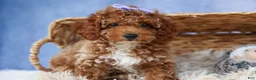 Miniature Poodle dogs for sale: WINNIE - Ad 9