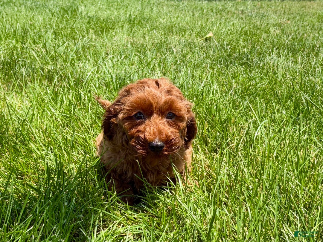 Cockapoo dogs for sale: Raina - Ad 5