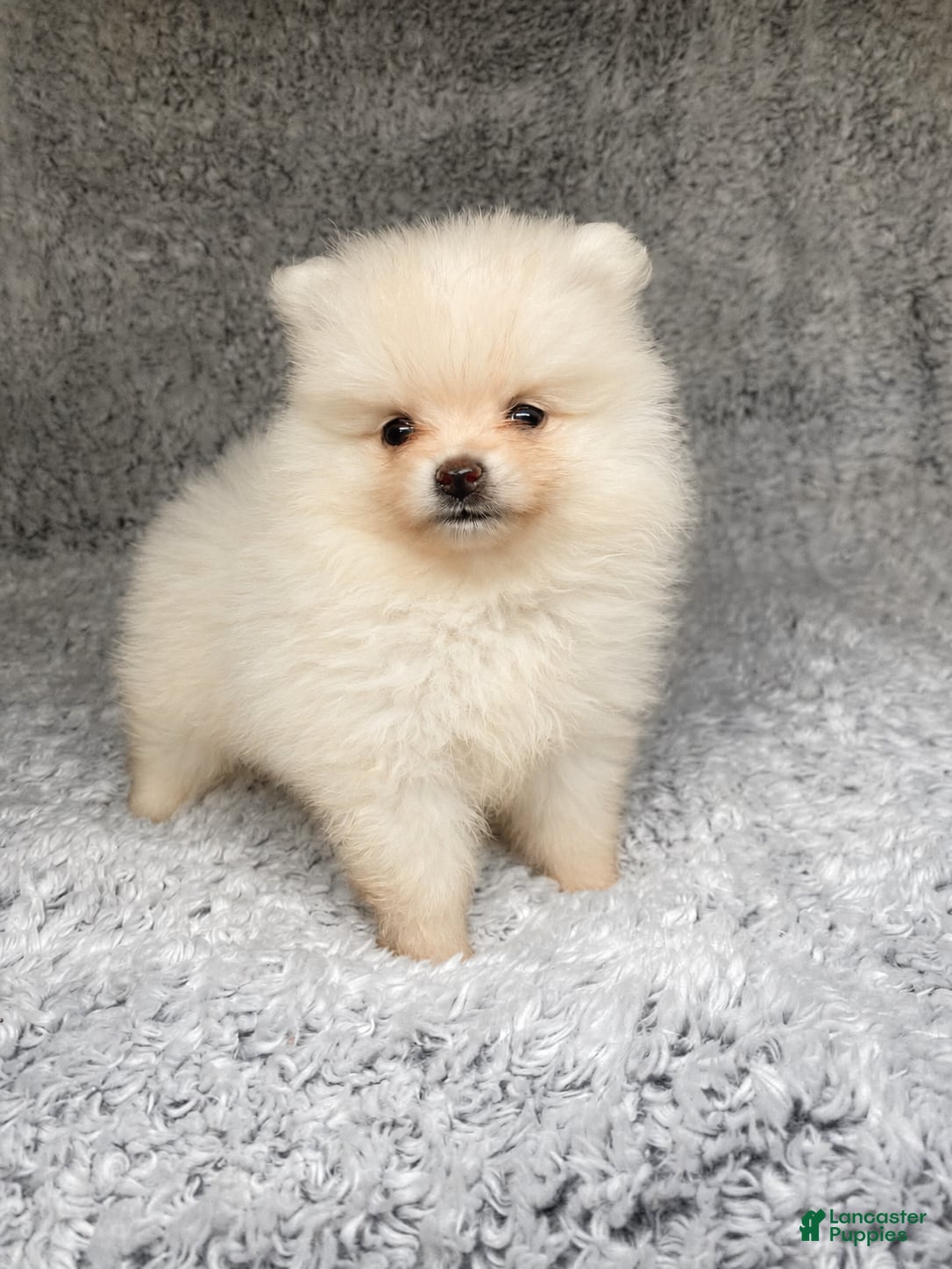 Pomeranian dogs Pomeranian 2 - Ad 5