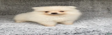 Pomeranian 2