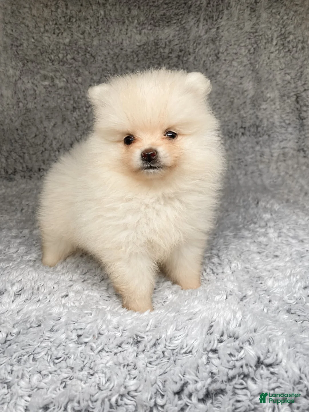 Pomeranian dogs for sale: Pomeranian 2 - Ad 1