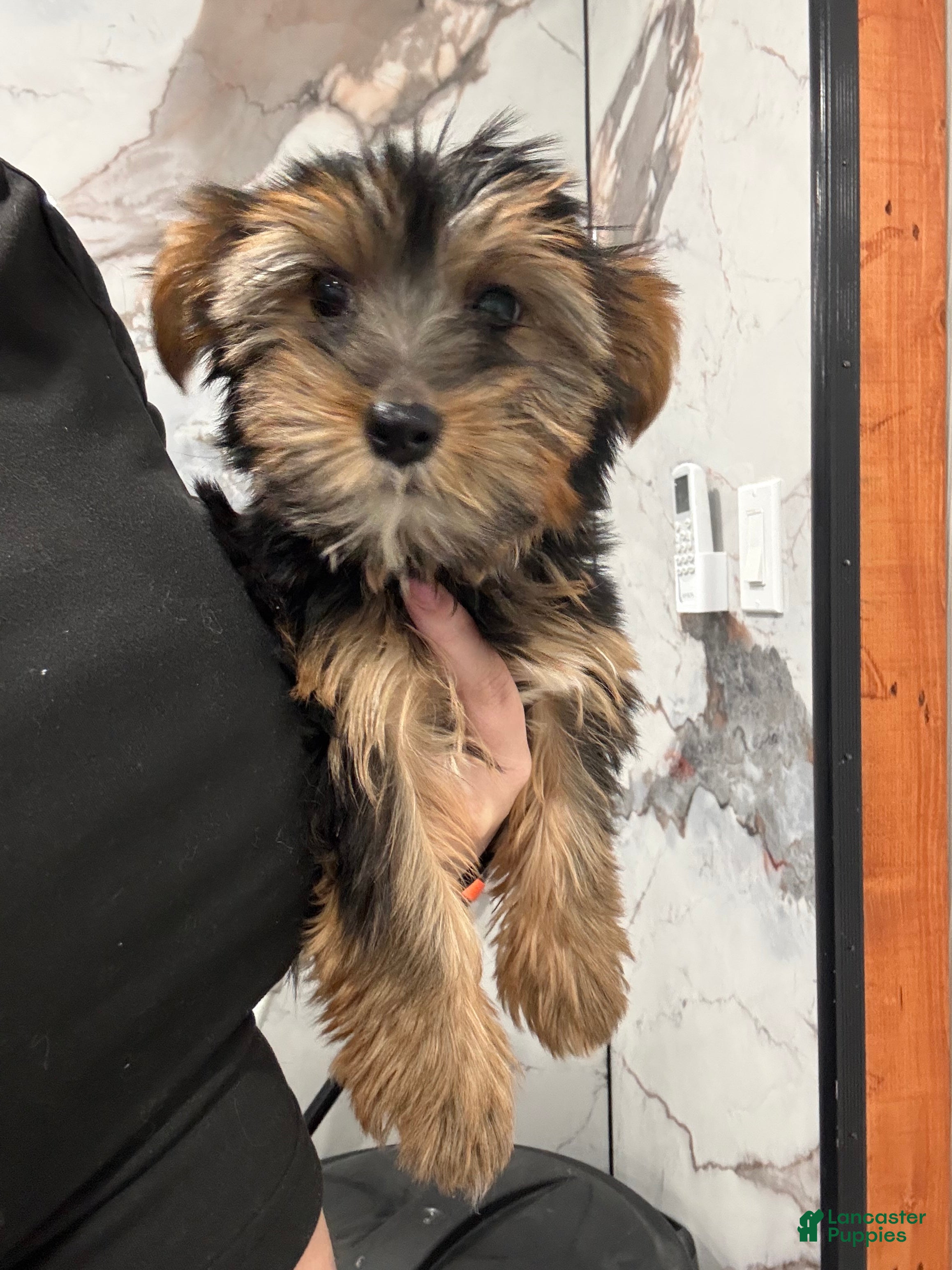 Yorkshire Terrier dogs Daisy  - Ad 2