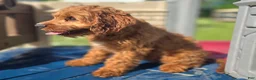 Cavapoo dogs for sale: Iceberg - Ad 6