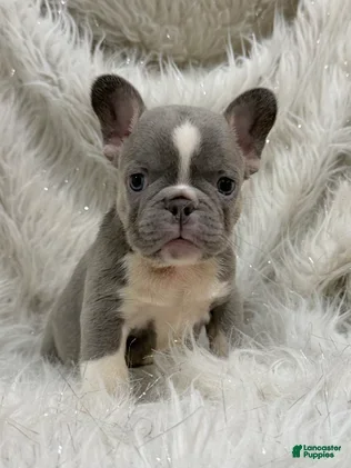 French Bulldog dogs Dimitri - Ad 1