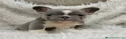 French Bulldog dogs for sale: Dimitri - Ad 1