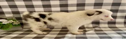 Australian Shepherd dogs for sale: Sasha - Ad 4