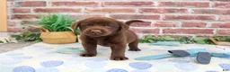 Labrador Retriever dogs for sale: Fudge - Ad 6