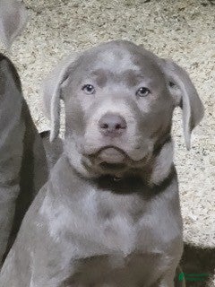 Labrador Retriever dogs silver Labrador Retriever 2 - Ad 7