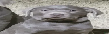 silver Labrador Retriever 2