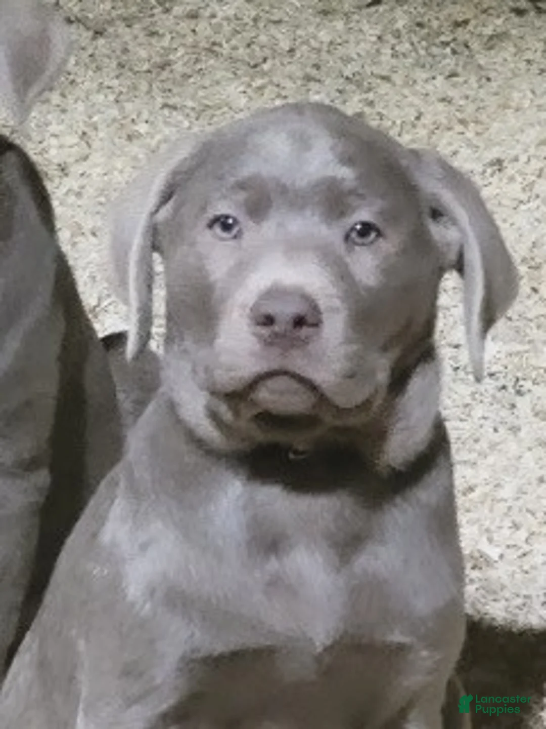 Labrador Retriever dogs for sale: silver Labrador Retriever 2 - Ad 1