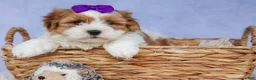 Teddy Bear dogs for sale: TRIXIE - Ad 9