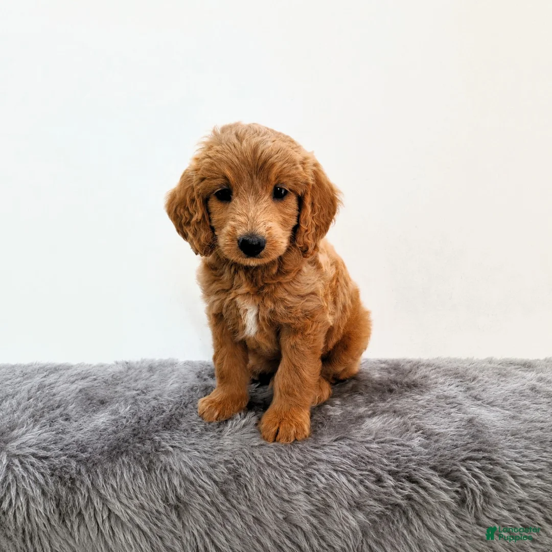 Mini Goldendoodle dogs for sale: Jax - Ad 1