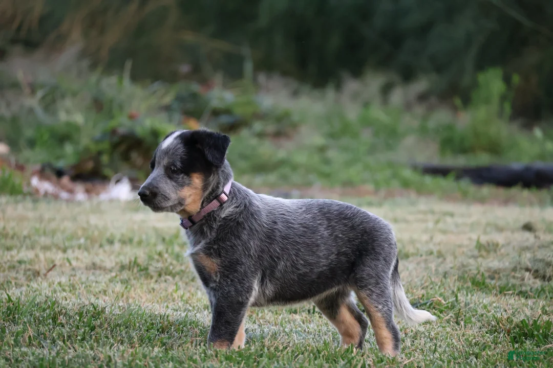Australian Cattle Dog dogs for sale: Abby - Ad 1