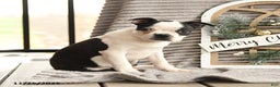 Boston Terrier dogs for sale: King - Ad 5