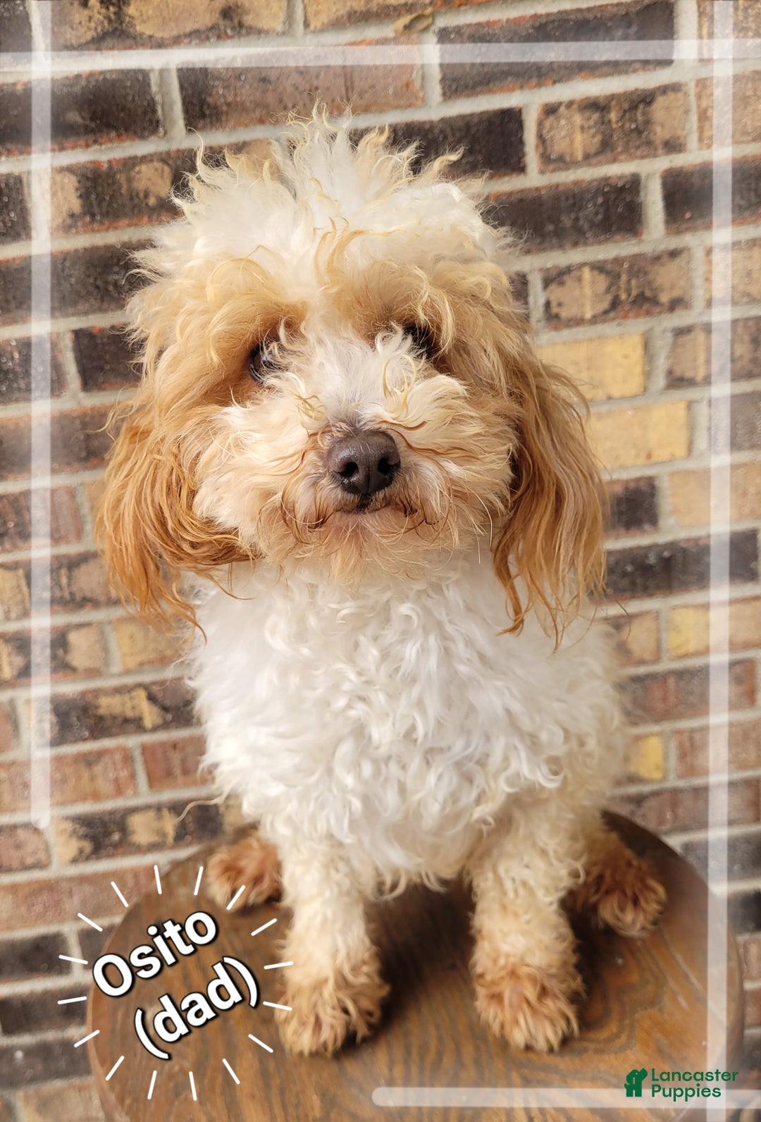 Miniature Poodle dogs for sale: Pepper  - Ad 8