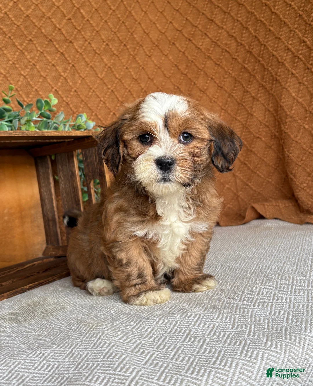Havanese dogs for sale: Carla  - Ad 1