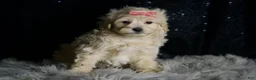 Maltipoo dogs for sale: Athena - Ad 4