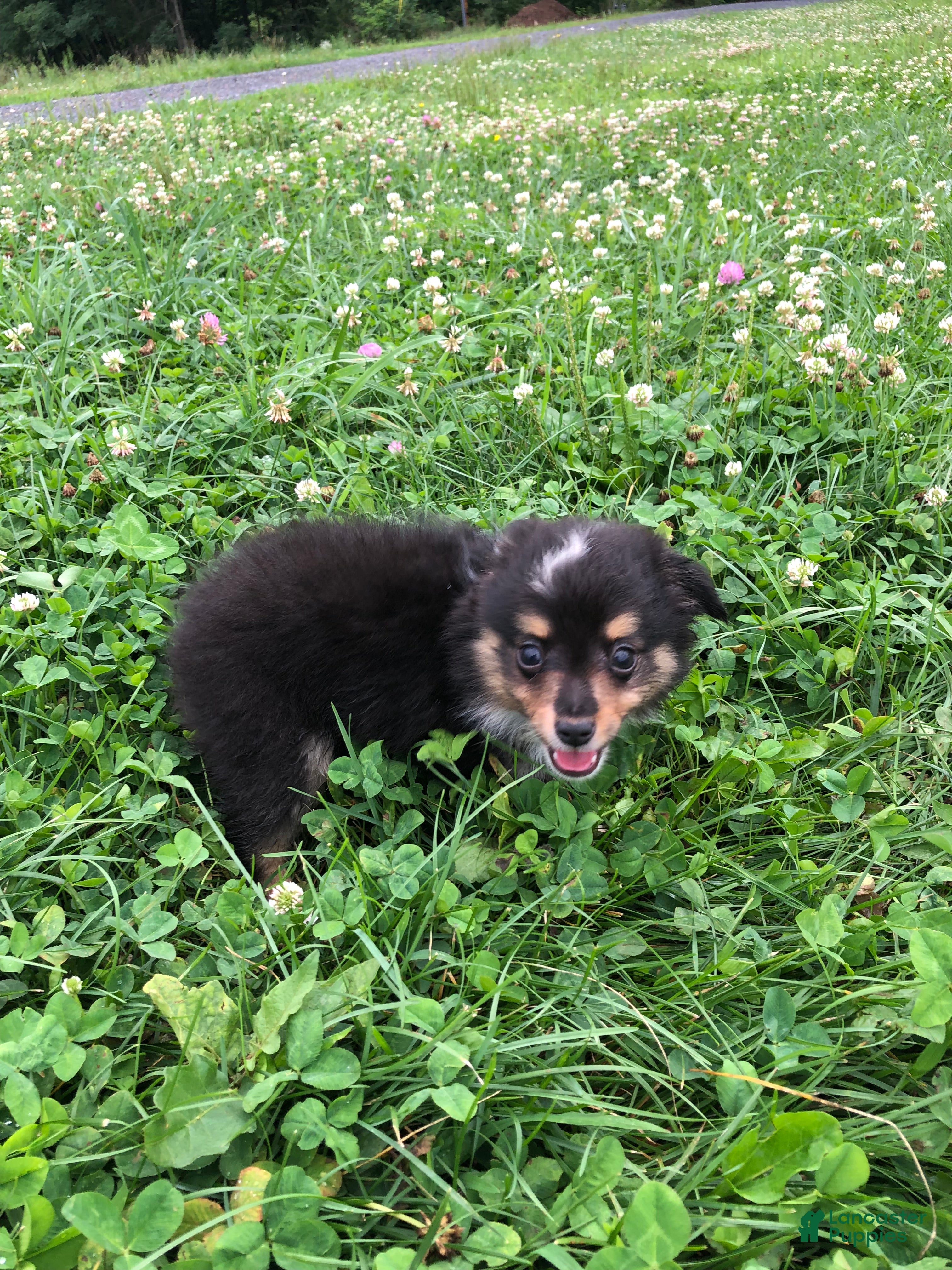 Toy Australian Shepherd dogs for sale: Arrow - Ad 3