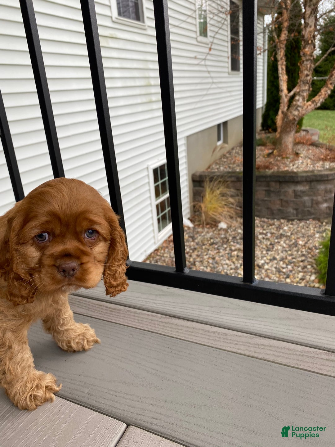 Cocker Spaniel dogs for sale: Goldy - Ad 3