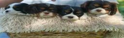 Cavalier King Charles Spaniel dogs for sale:  Arthur 🐶 - Ad 22