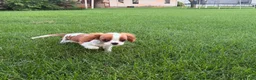 Cavalier King Charles Spaniel dogs for sale: Liam Cavalier King Charles Spaniel Puppy  - Ad 4