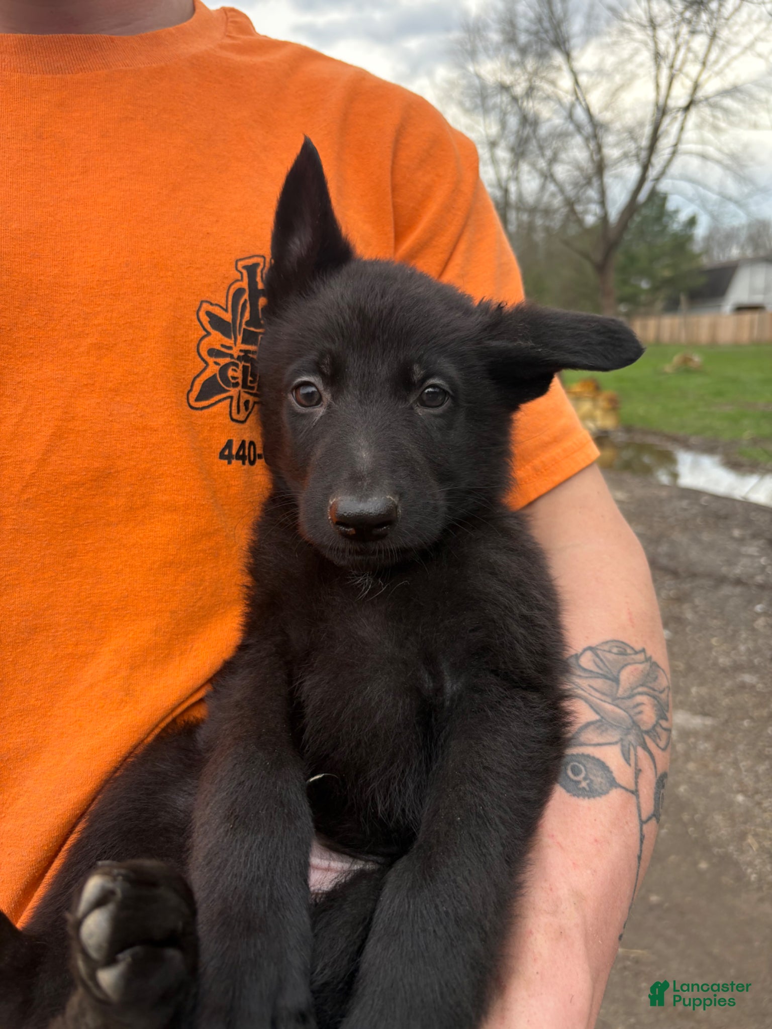 German Shepherd dogs Orange collar boy - Ad 27