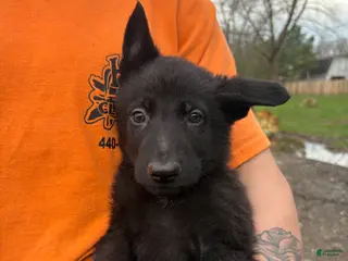 German Shepherd dogs Orange collar boy - Ad 27