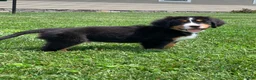 Bernese Mountain Dog dogs for sale: Pluto - Ad 10