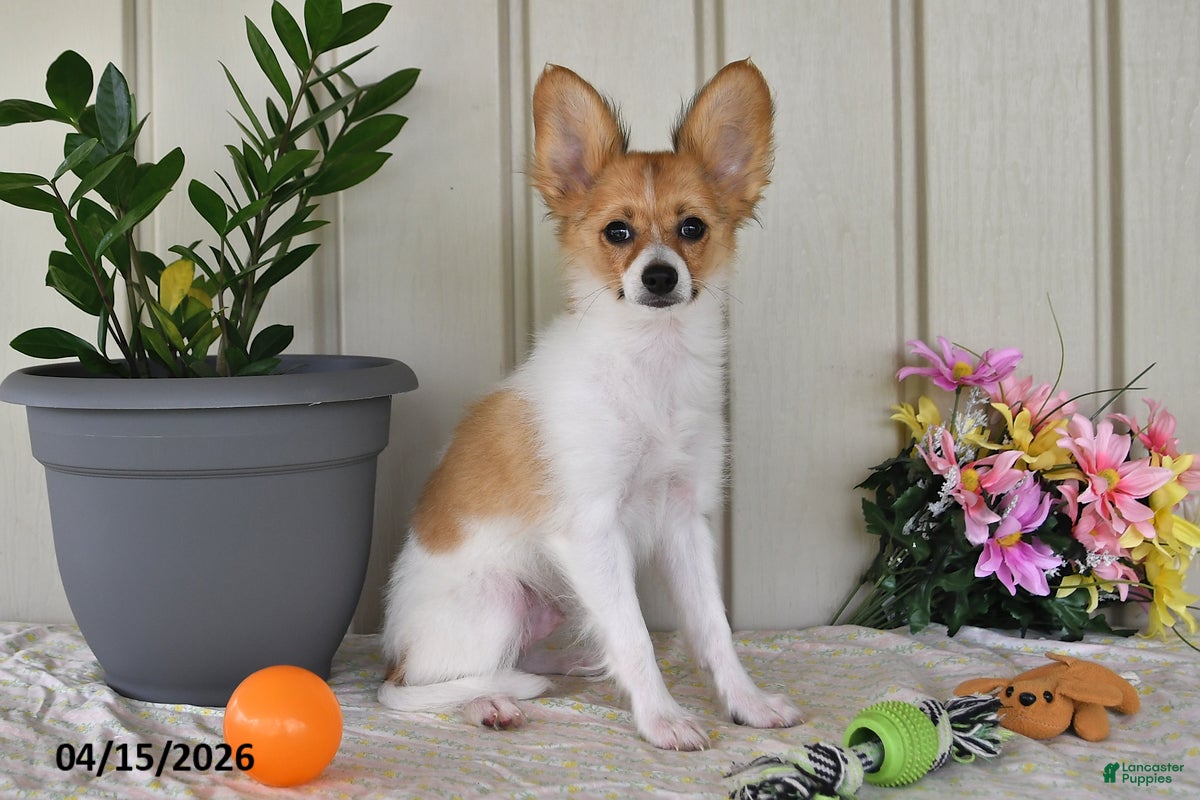 Papillon dogs Dylan - Ad 1