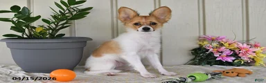 Dylan
