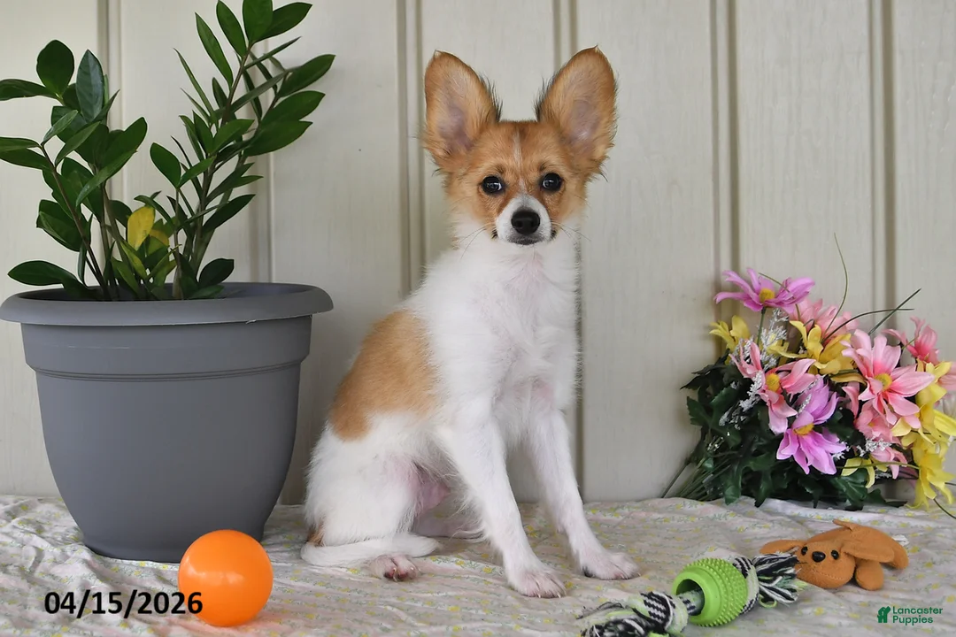 Papillon dogs for sale: Dylan - Ad 1