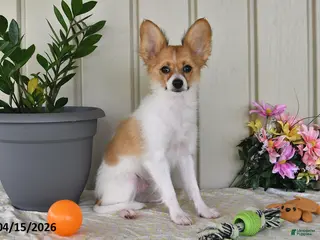 Papillon dogs for sale: Dylan - Ad 3