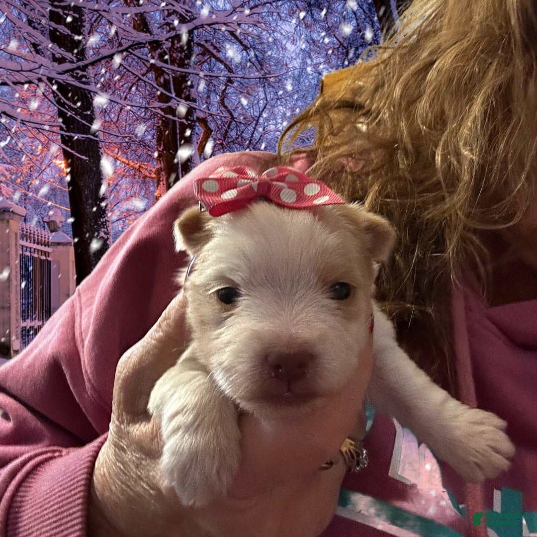 Yorkshire Terrier dogs for sale: AKC Mochi - Ad 2