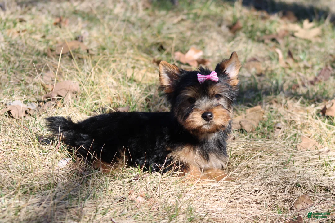 Yorkshire Terrier dogs for sale: Sassy Sarah  - Ad 2