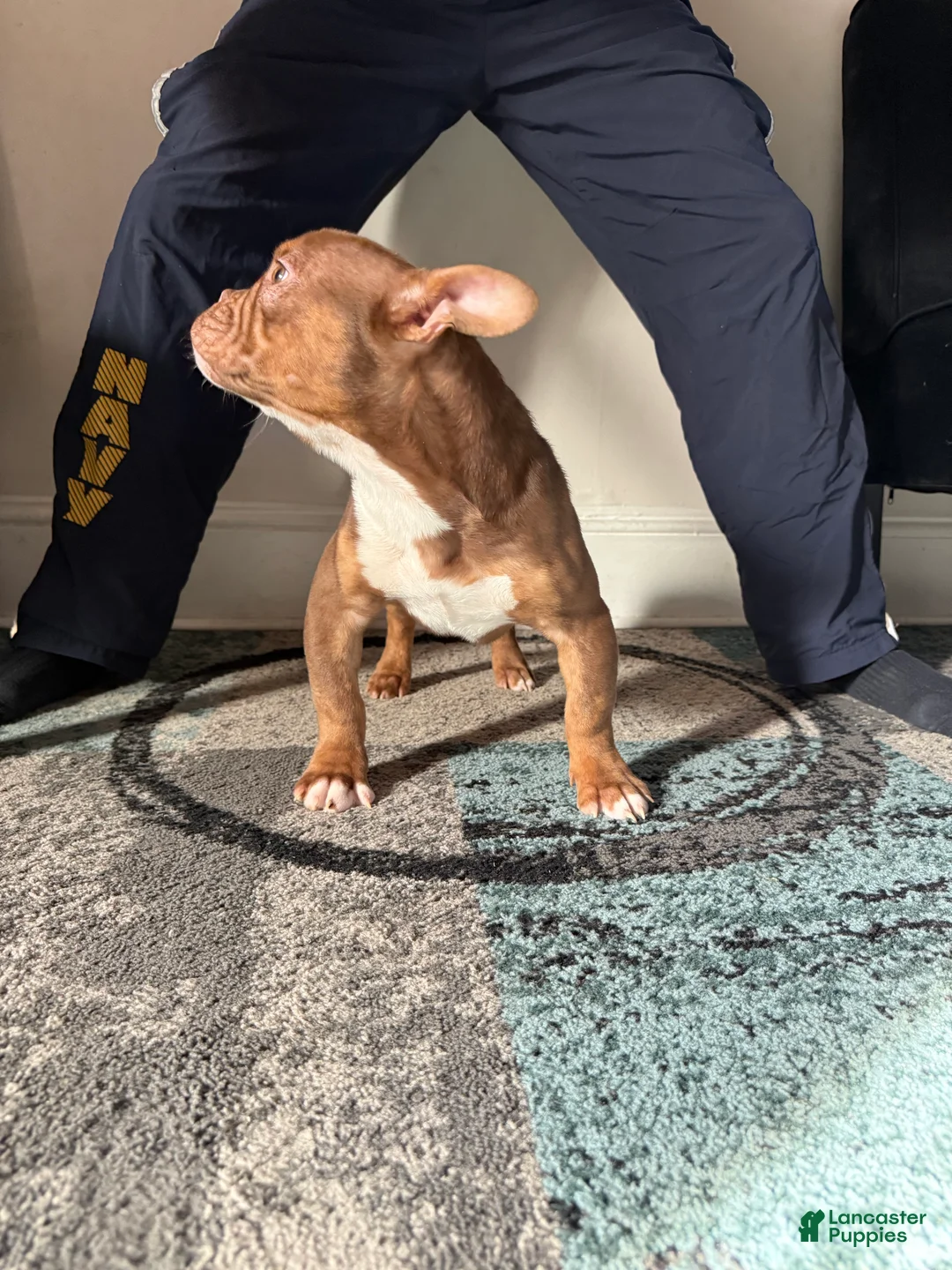 American Bully dogs for sale: American Bully Puppy 2 - Ad 2