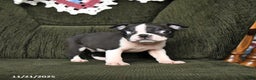 Boston Terrier dogs for sale: Roscoe - Ad 8