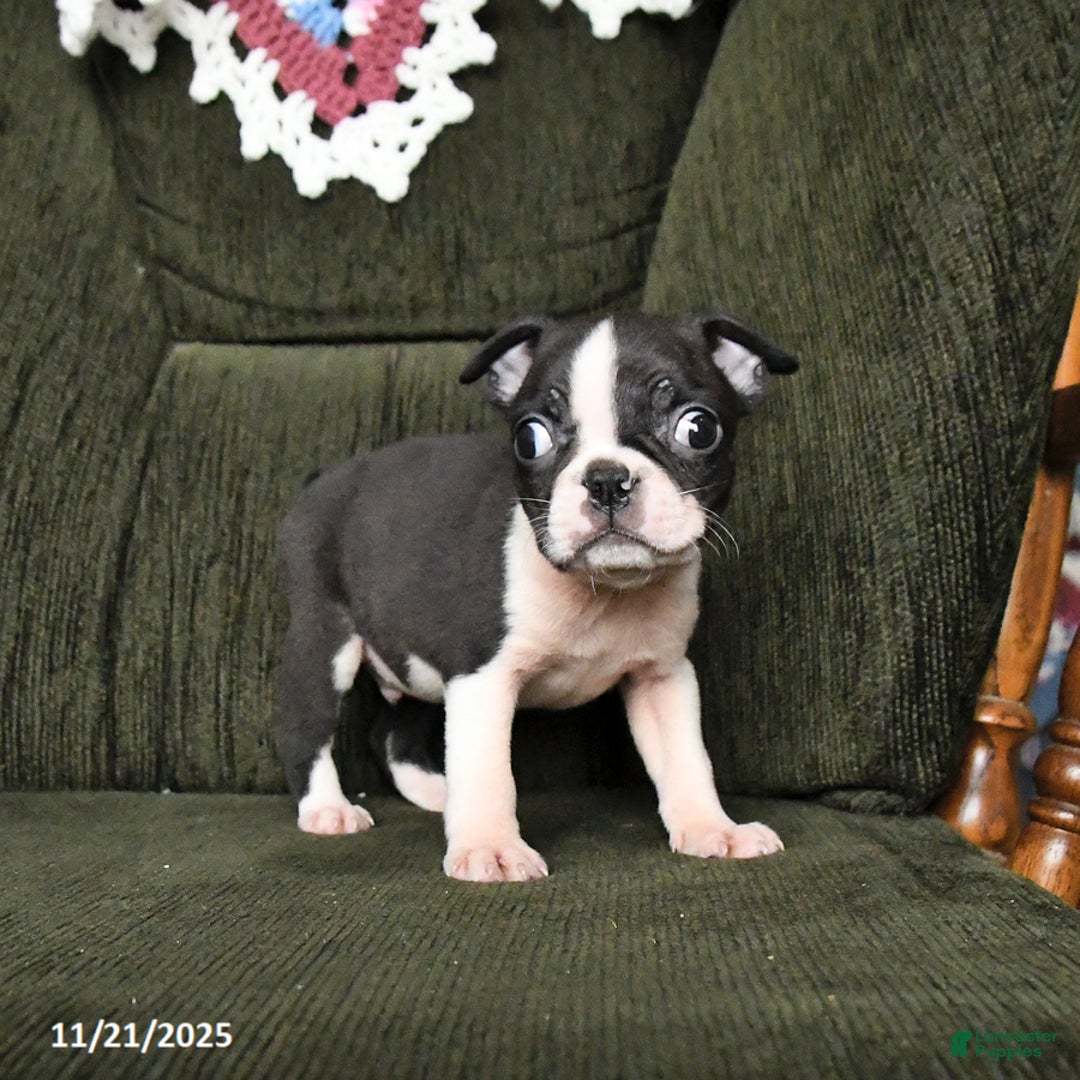 Boston Terrier dogs for sale: Roscoe - Ad 8