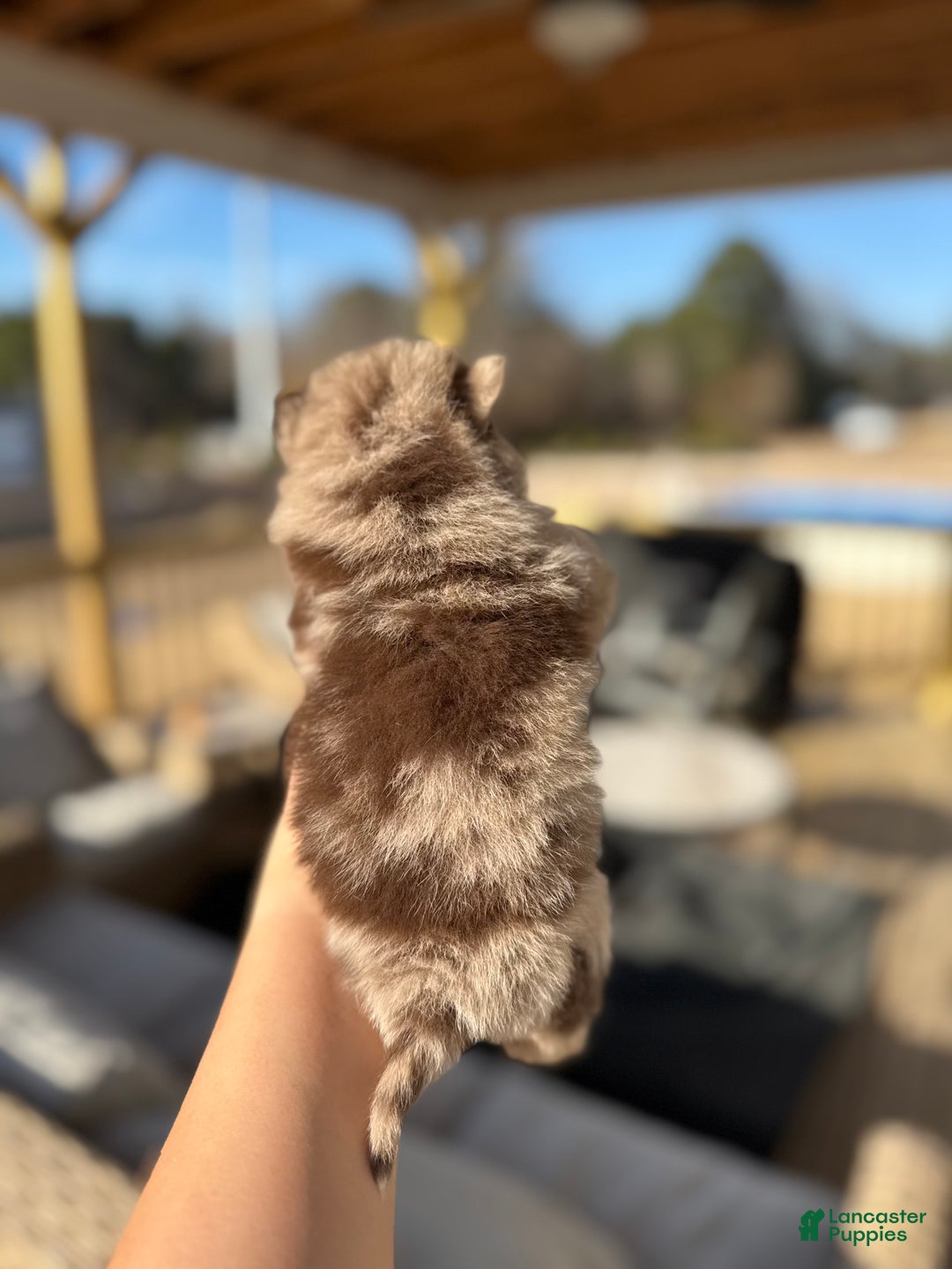 Mixed Breed dogs for sale: Ikaikoa - Ad 2