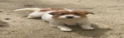 Mixed Breed dogs for sale: Mixed Breed 1 - Ad 4