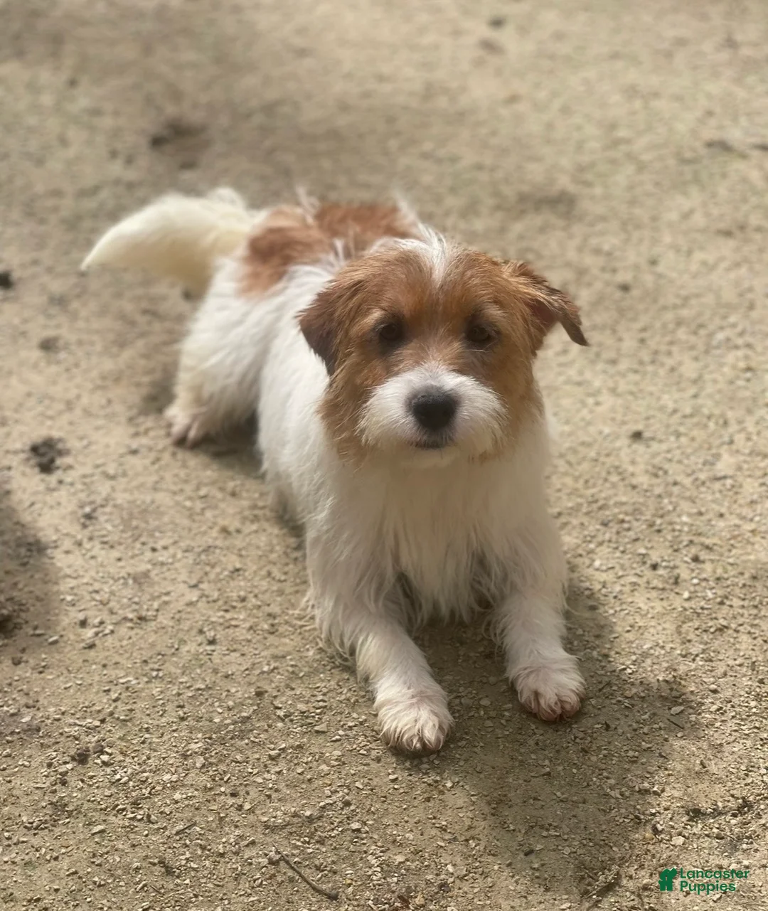 Mixed Breed dogs for sale: Mixed Breed 1 - Ad 4