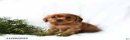 Miniature Golden Retriever dogs for sale: Hudson - Ad 3