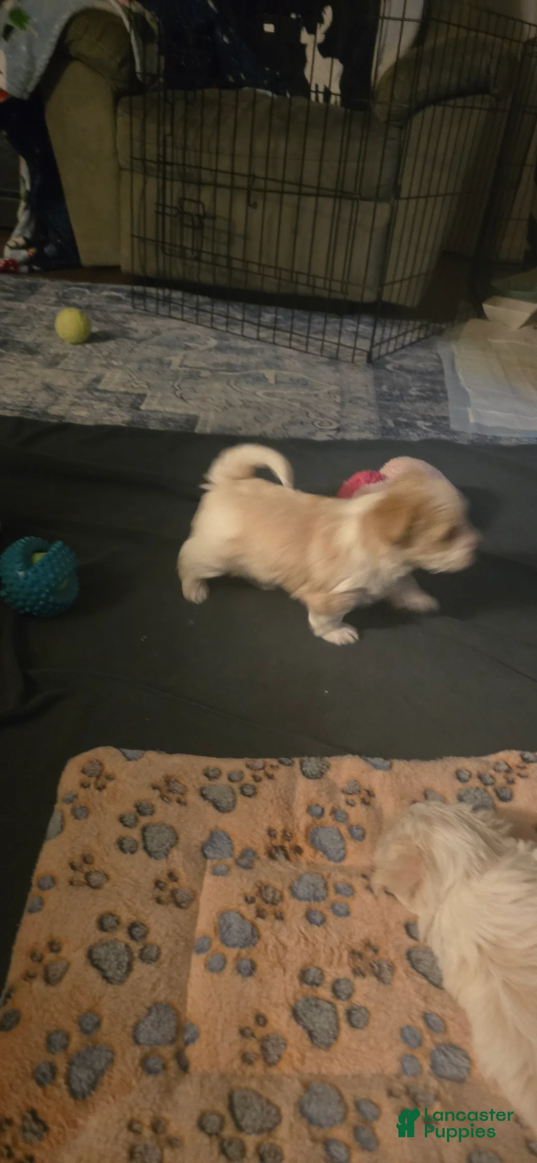Morkie dogs for sale: Copper - Ad 4