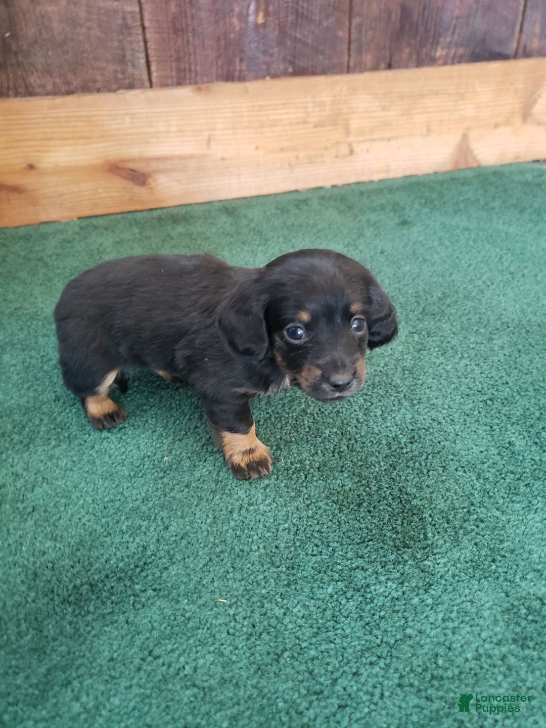 Miniature Dachshund dogs for sale: Byron - Ad 2