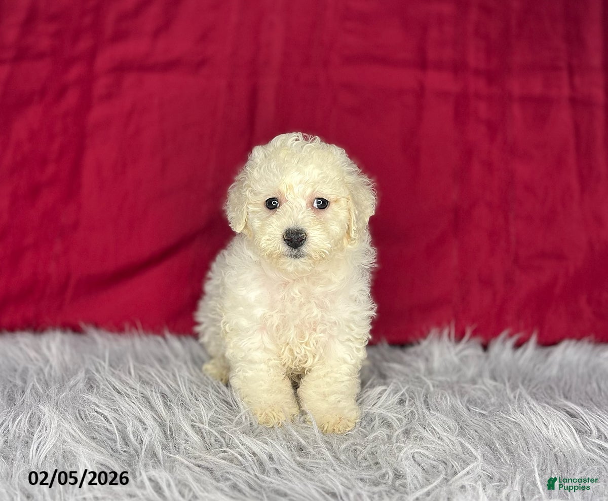 Bichon Frise dogs Sweetie - Ad 27
