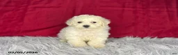 Bichon Frise dogs for sale: Sweetie - Ad 1