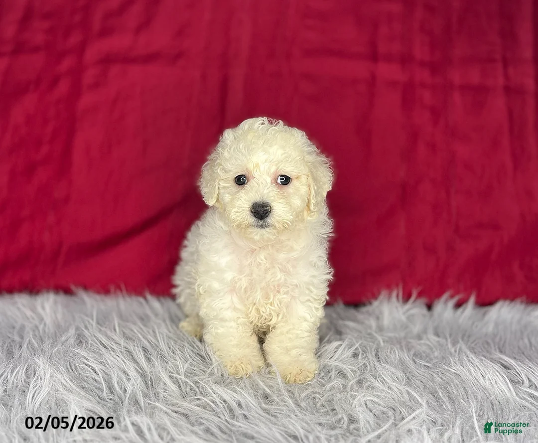 Bichon Frise dogs for sale: Sweetie - Ad 1