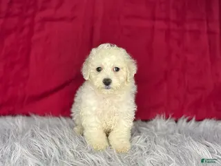 Bichon Frise dogs Sweetie - Ad 27