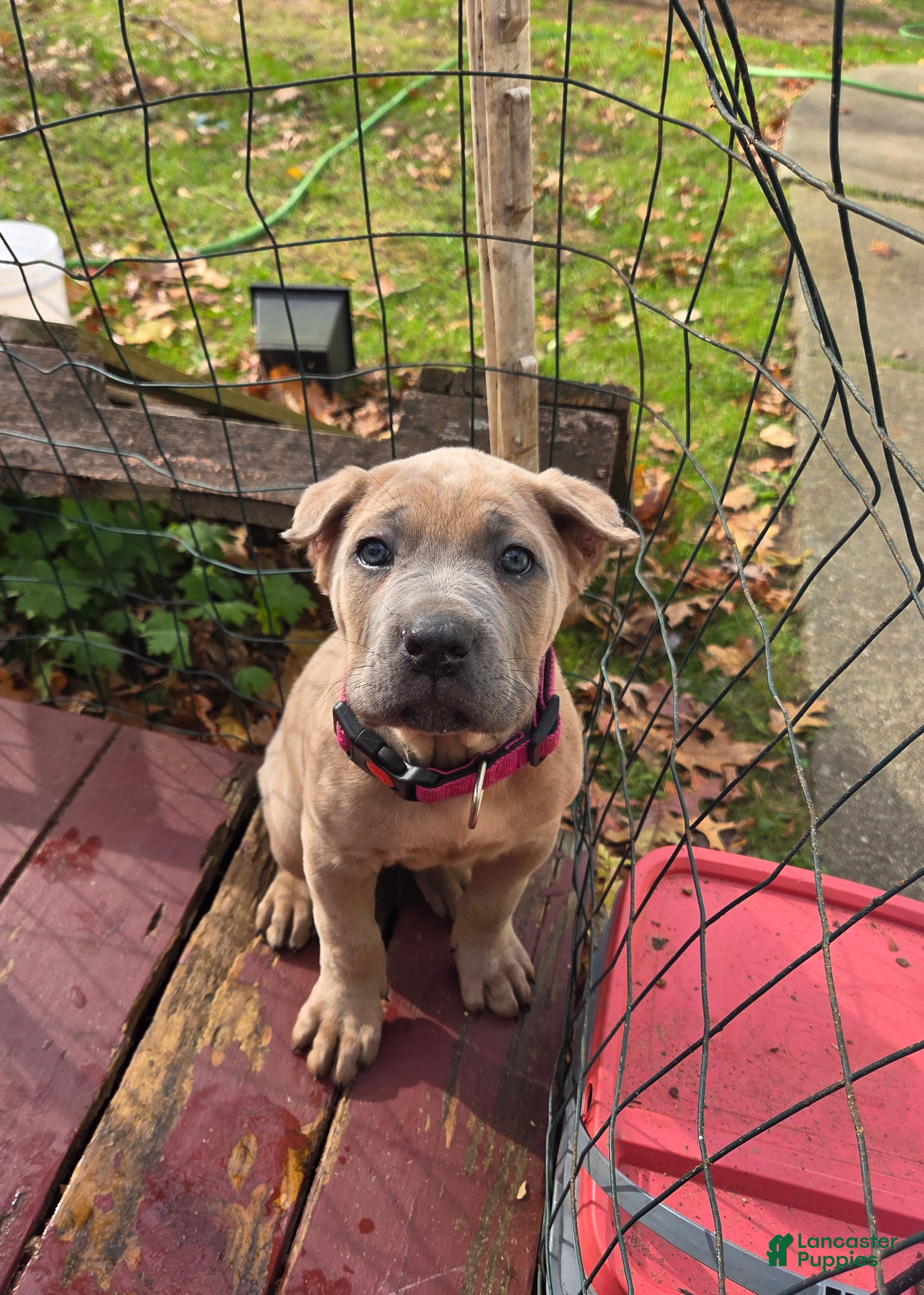 Cane Corso dogs Zoey - Ad 21