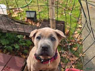 Cane Corso dogs Zoey - Ad 33